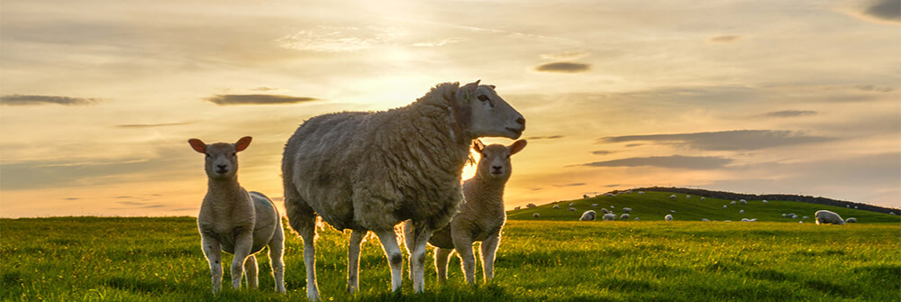 Moutons papier peint panoramique