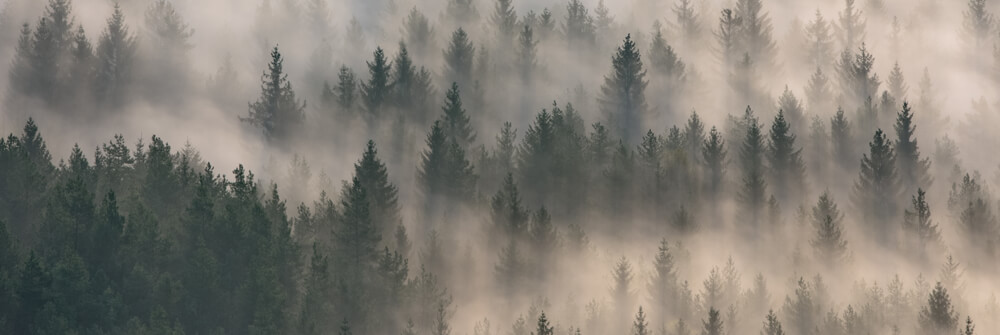 Papier Peint Panoramique forêt