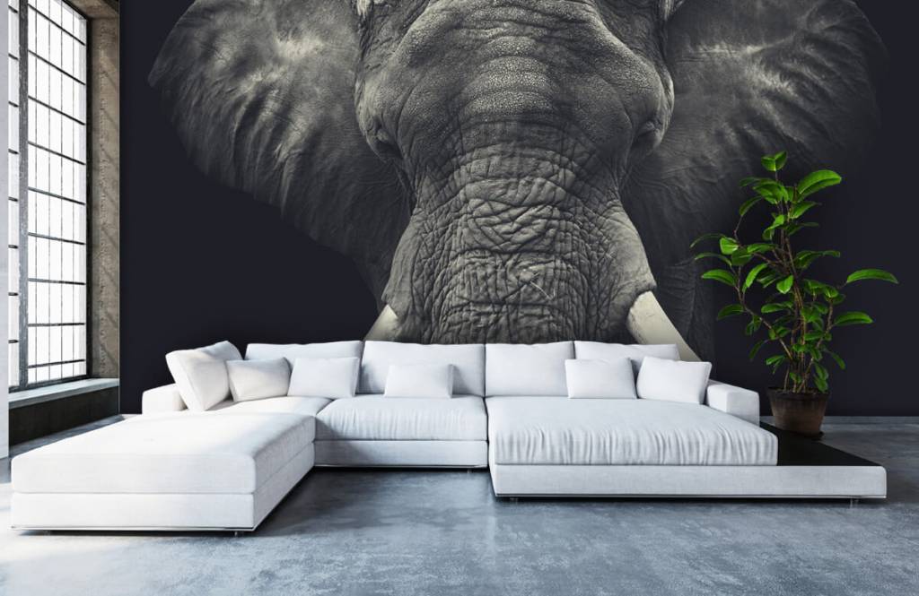 Éléphants - Gros plan sur un éléphant - Chambre à coucher 5