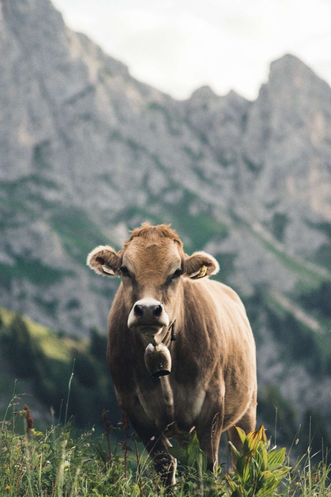 Vache de montagne