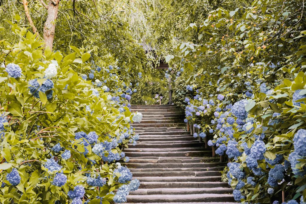 Fleurs bleues dans un parc