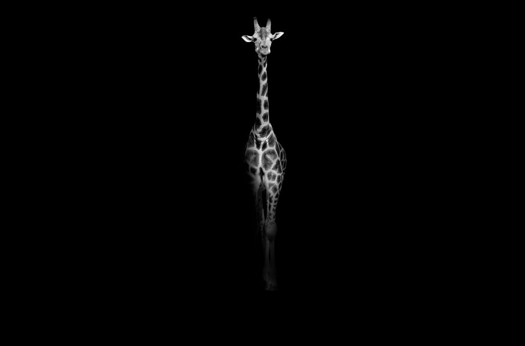 Girafe en noir et blanc