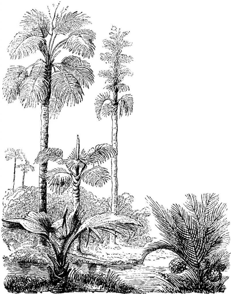 Croquis de Palmiers
