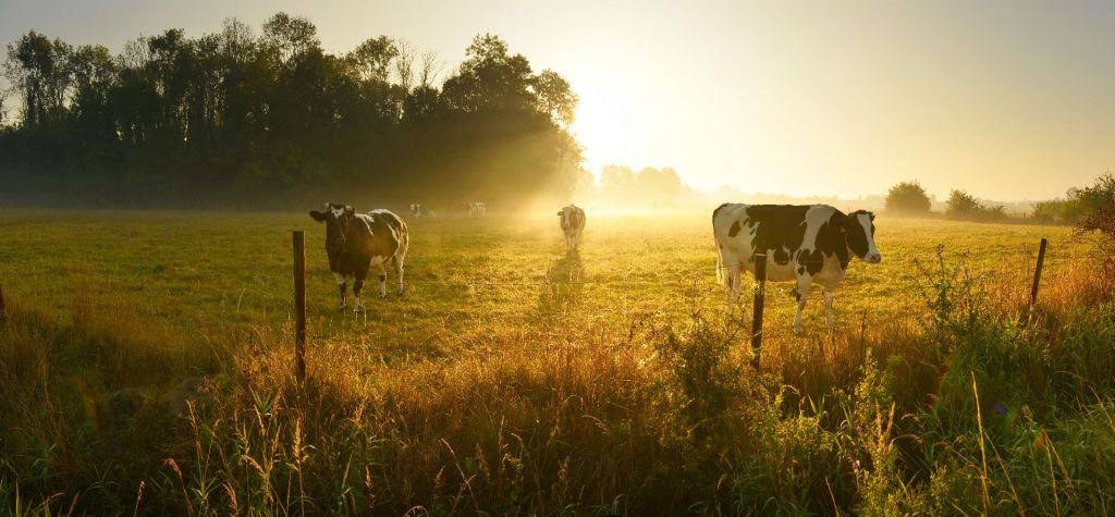 Vache au lever du soleil