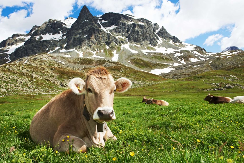 Vache autrichienne