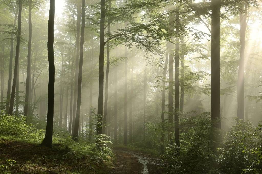 La forêt verte dans le brouillard