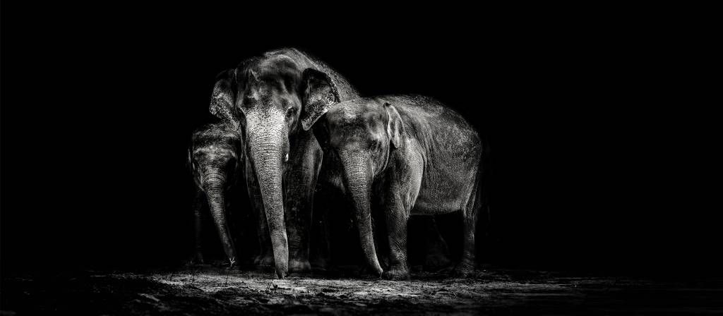 Photo noir et blanc d'éléphants