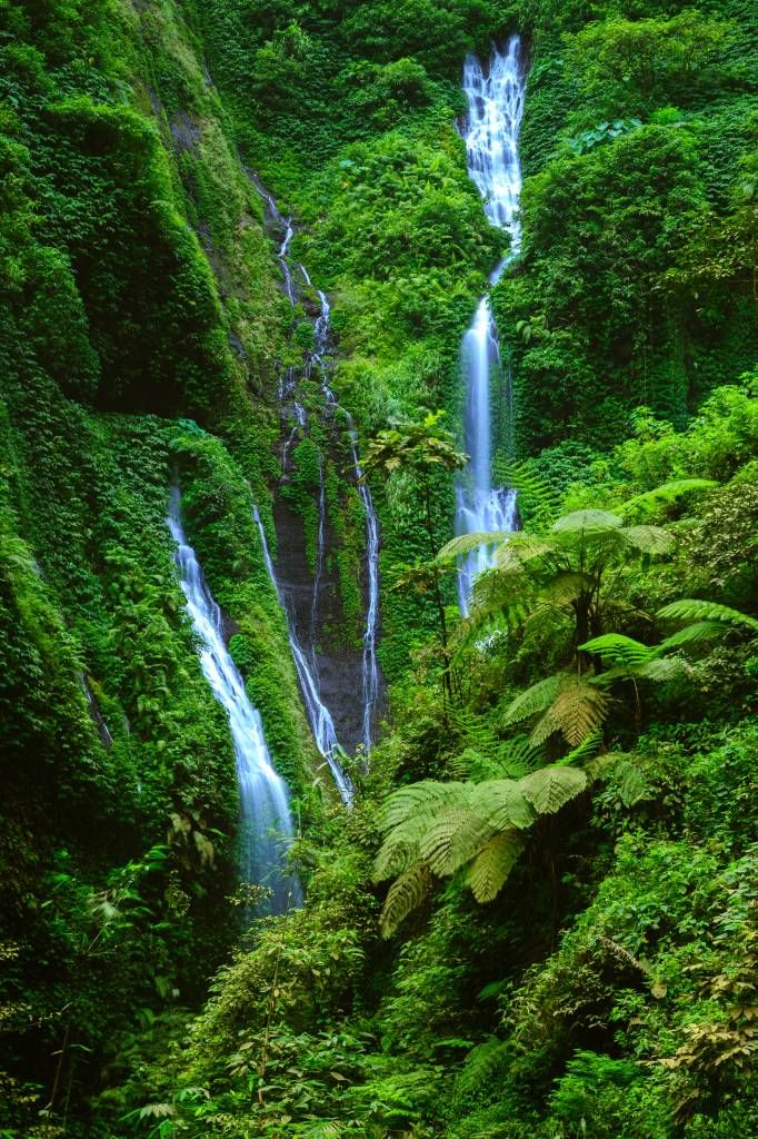 Jungle verte et chutes d'eau