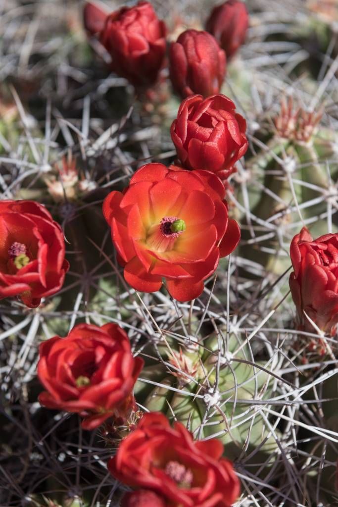 Fleurs de cactus rouge