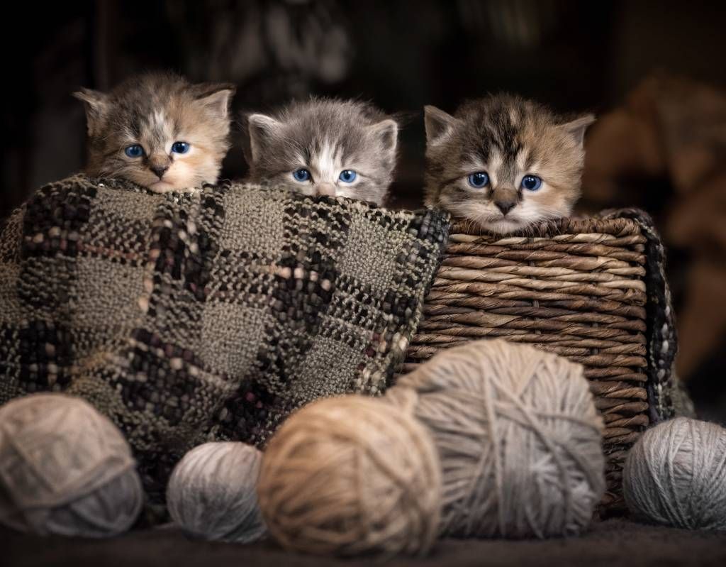Trois chatons dans un panier