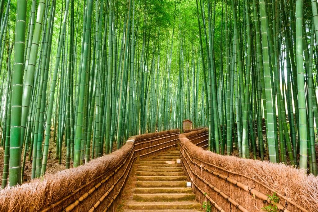 Escalier entre les plantes de bambou