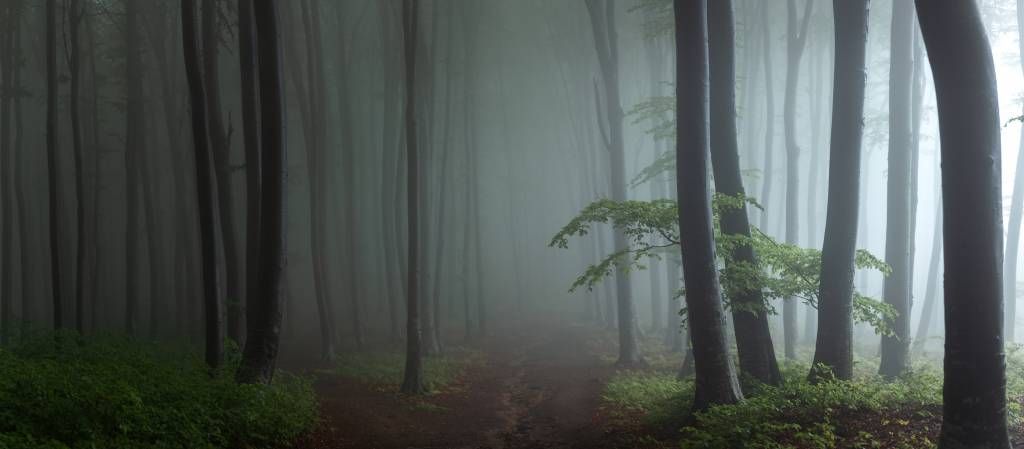 Panorama de forêt brumeuse