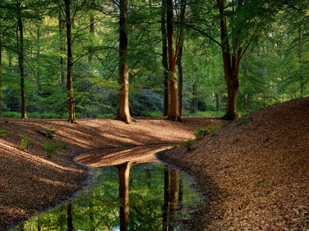 Ruisseau dans la forêt