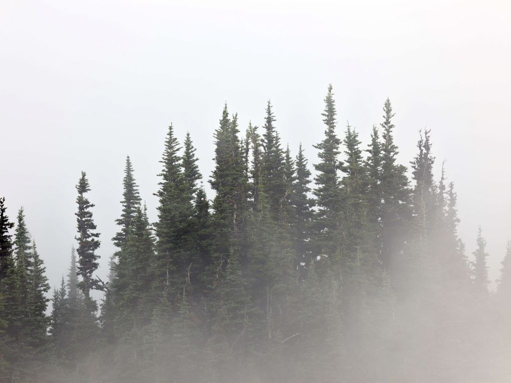 Des arbres dans le brouillard
