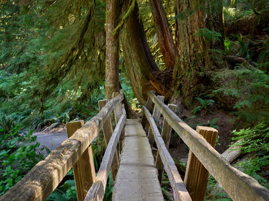 Pont en bois à travers la forêt