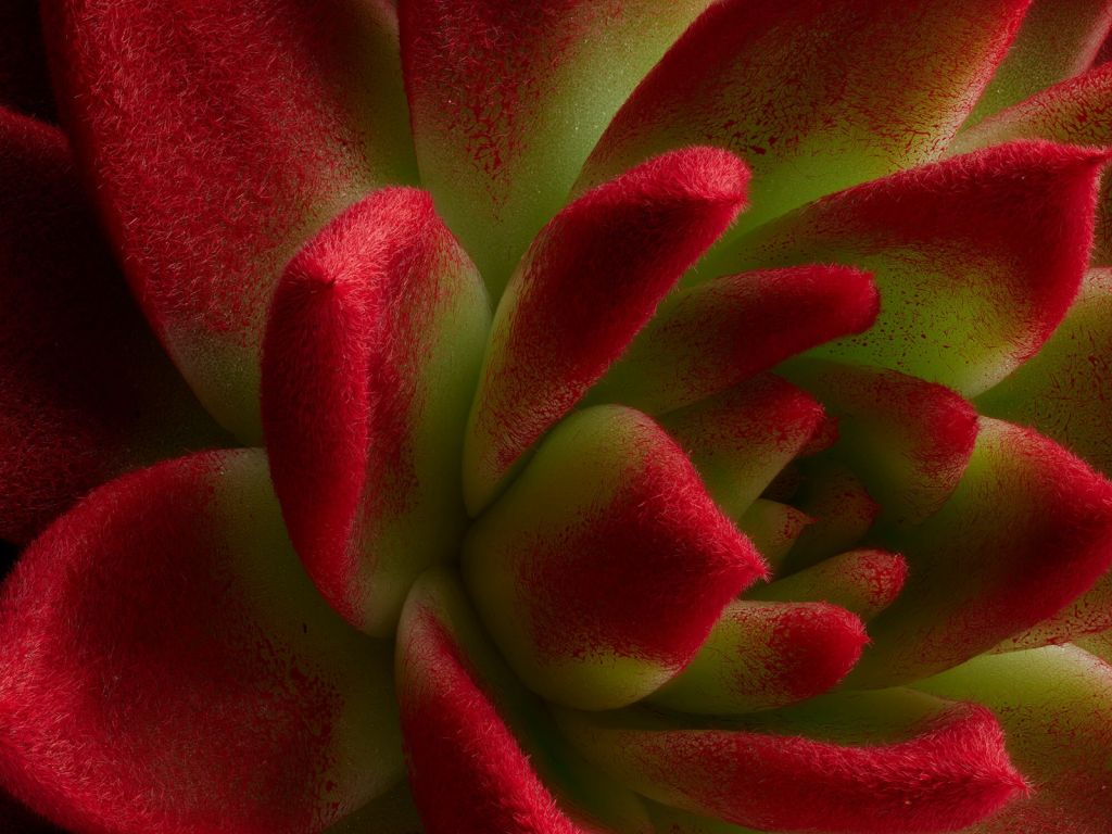 Cactus rouge