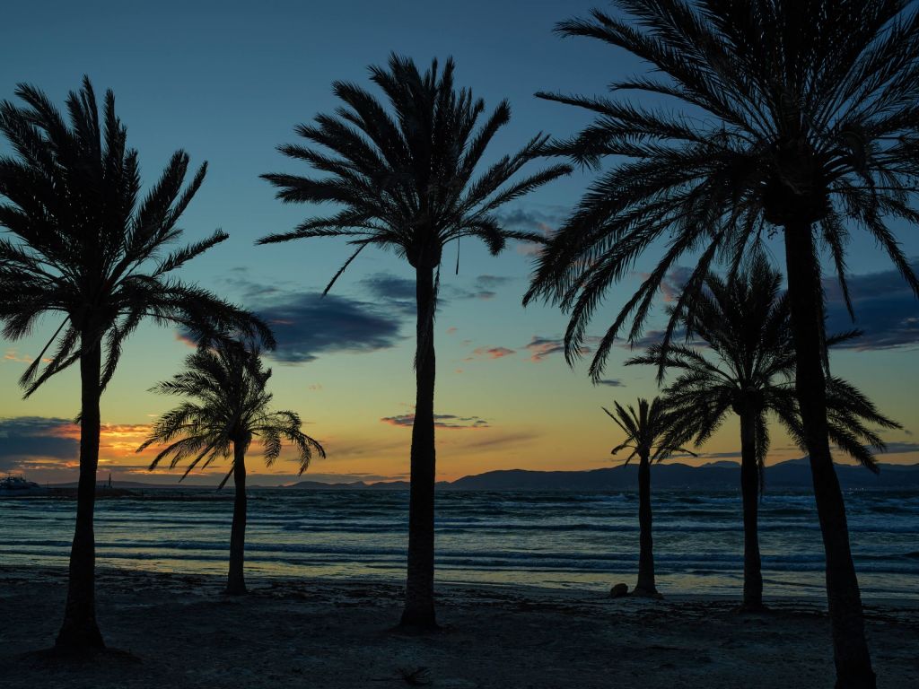 Les palmiers au coucher du soleil