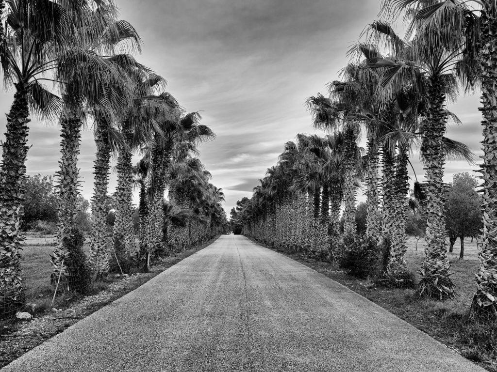 Rue avec des palmiers