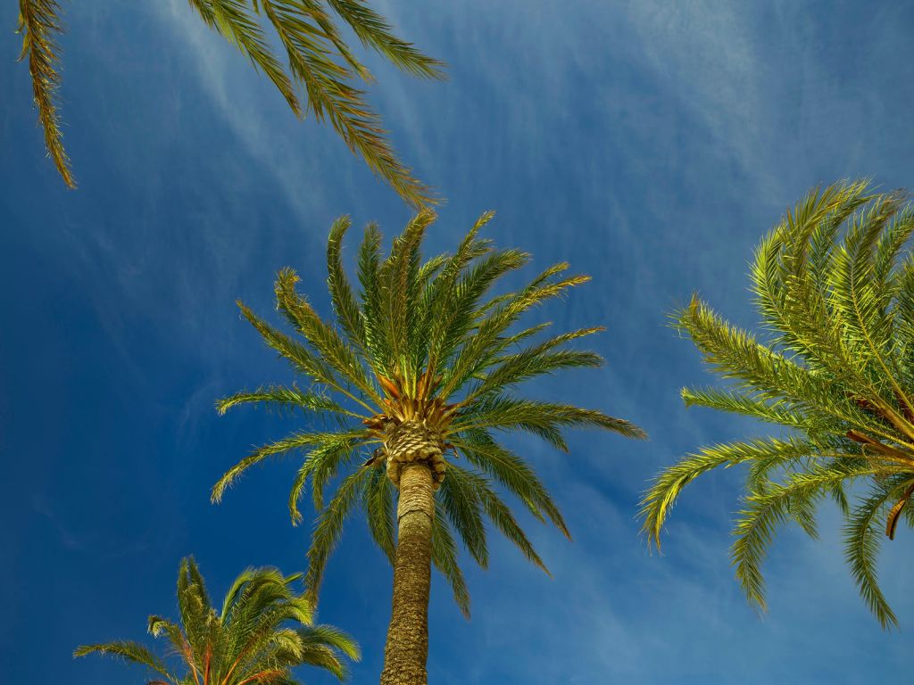 Des palmiers dans le vent