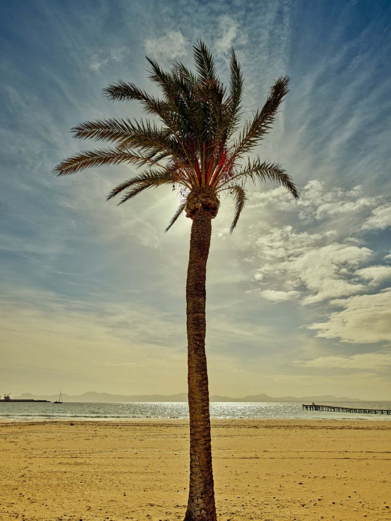 Un palmier au soleil