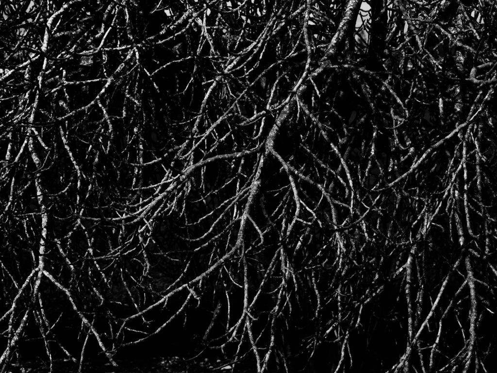 Branches d'arbres en noir et blanc