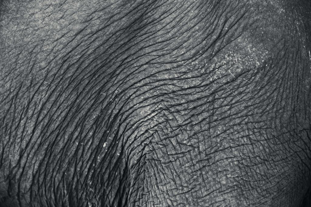 Gros plan sur la peau d'un éléphant