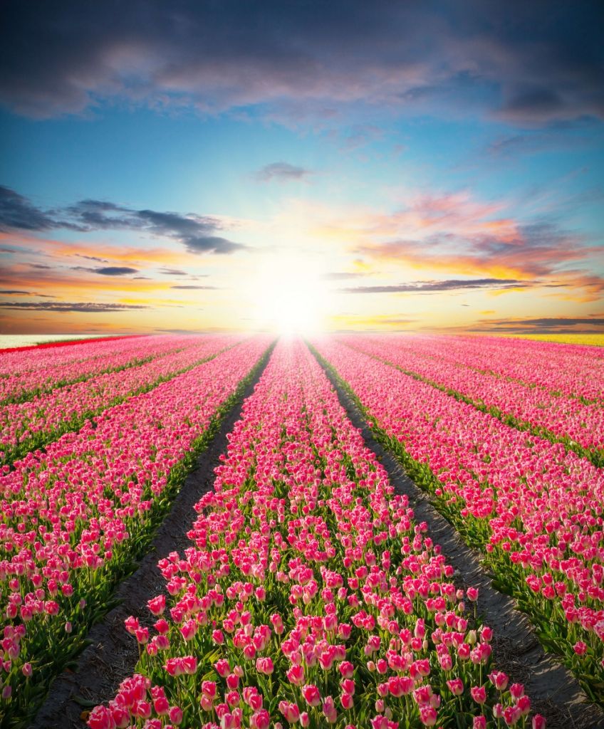 Tulipes avec le soleil levant