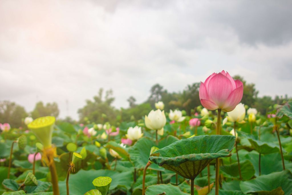 Fleurs de lotus roses et blanches