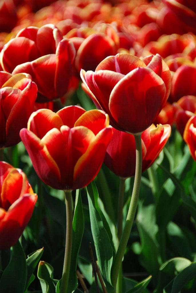 Gros plan sur les tulipes rouges