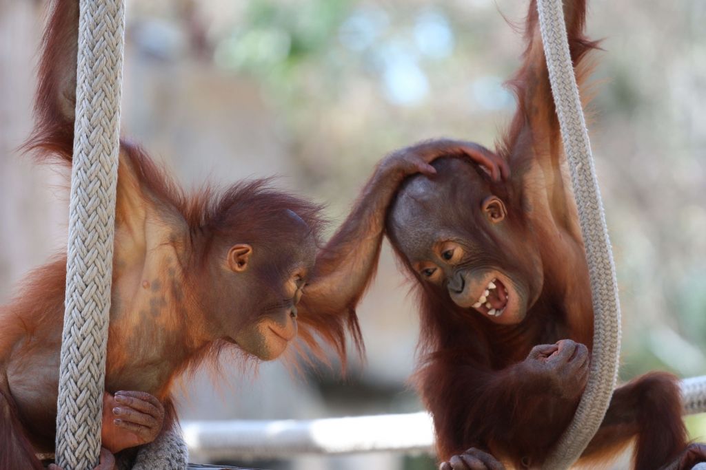 Bébés orang-outans