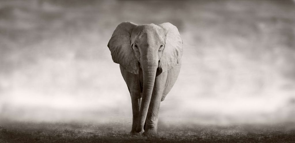 Un bel éléphant
