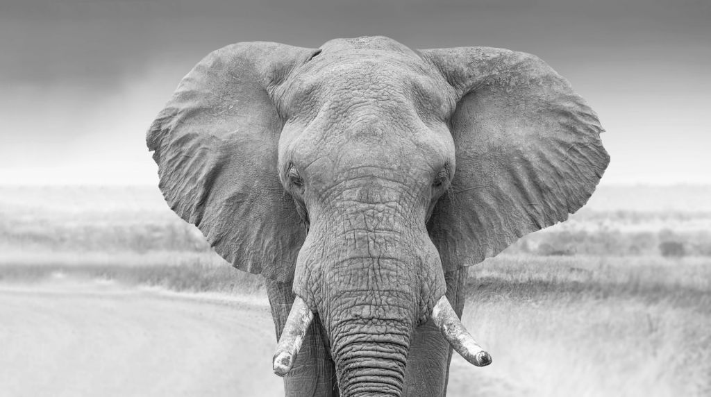 L'éléphant en noir et blanc