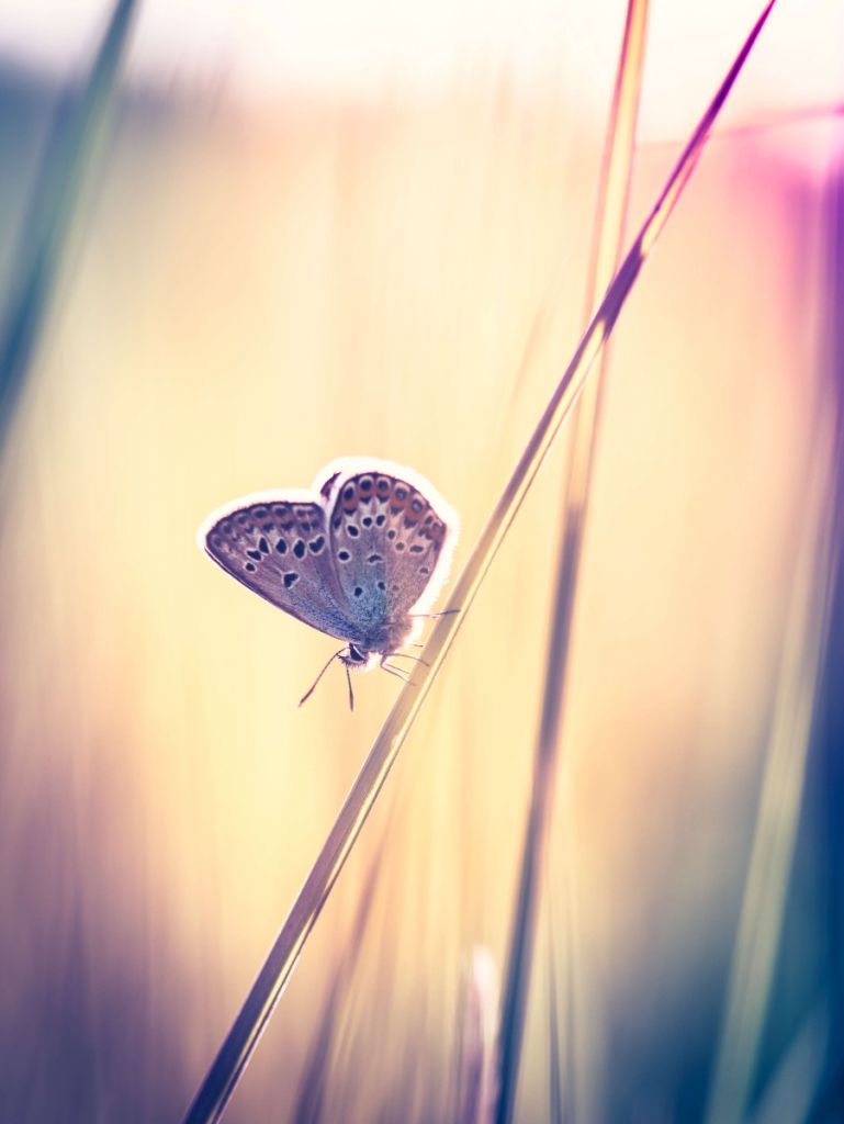 Papillon de rêve