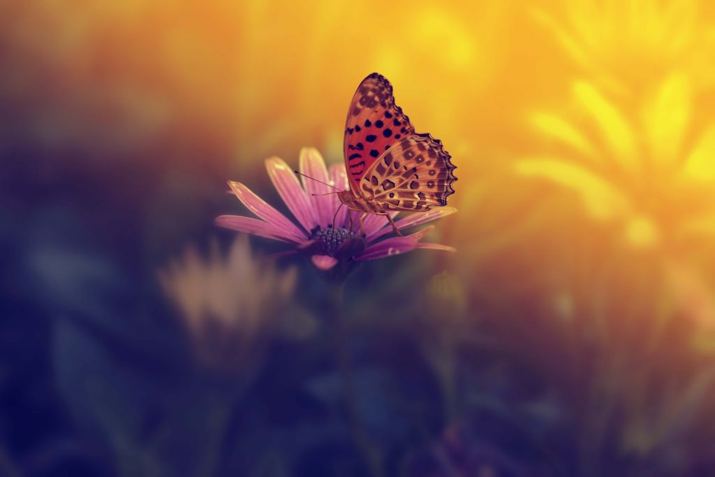 Papillon rouge sur une fleur
