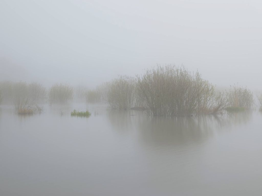 Brouillard dans une réserve naturelle