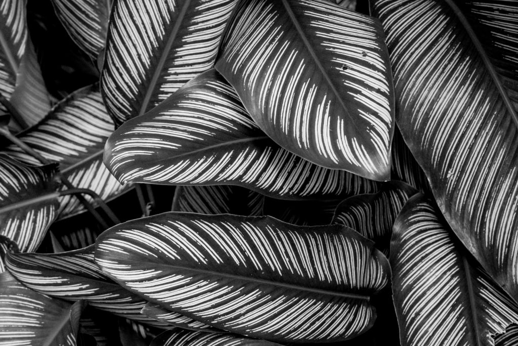 Feuilles de palmier noires et blanches