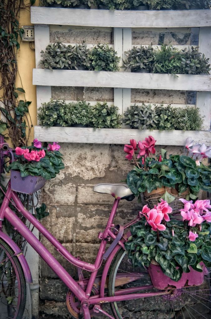 Vieux vélo avec des fleurs