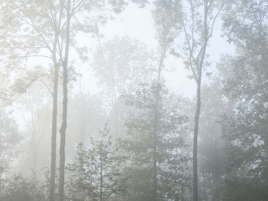 Brouillard dense dans la forêt