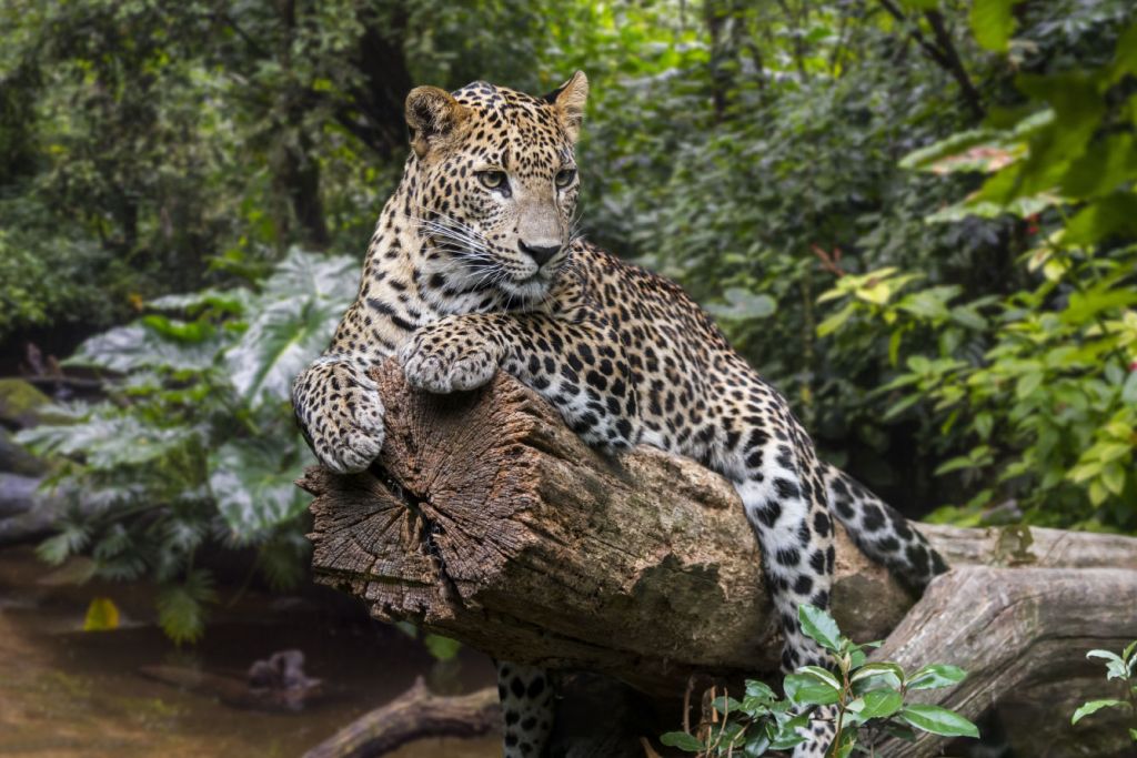 Un léopard sur une branche