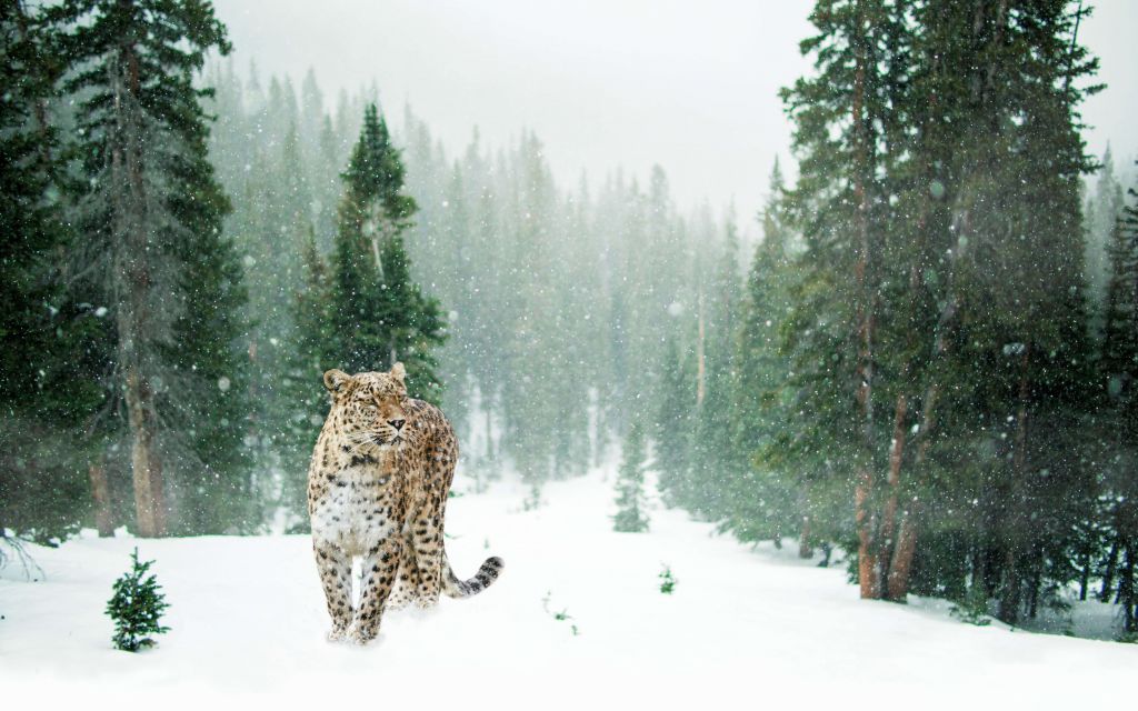 Léopard dans la neige