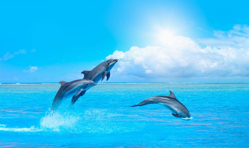 Les dauphins dans l'océan