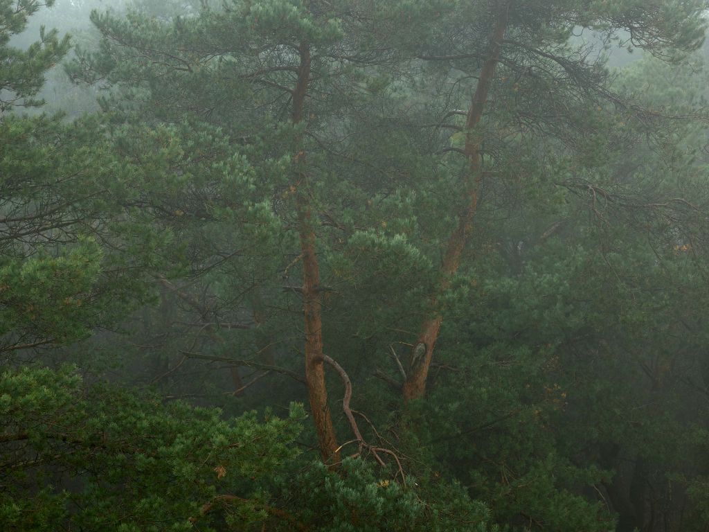 Brouillard entre les arbres