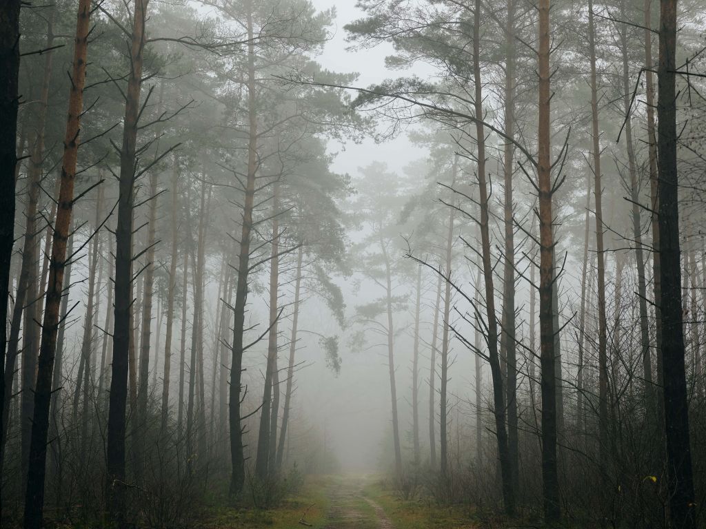 Chemin dans la forêt brumeuse