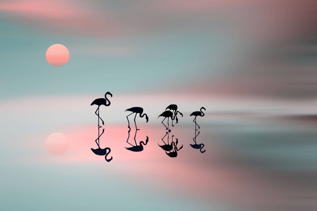 Family flamingos