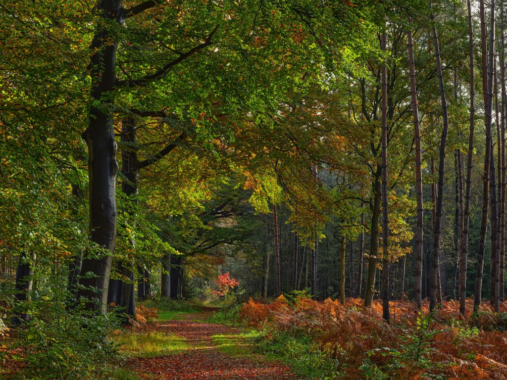Chemin de feuilles à travers la forêt