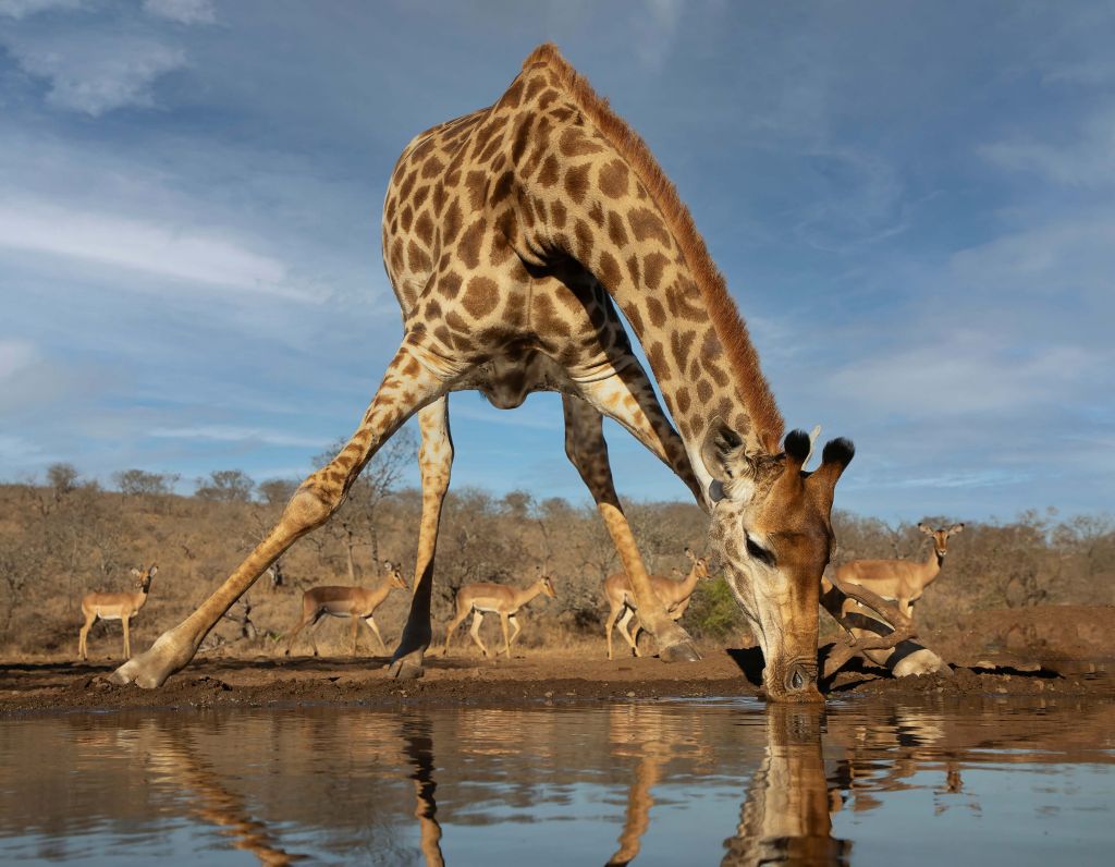 Giraffe Having a Drink