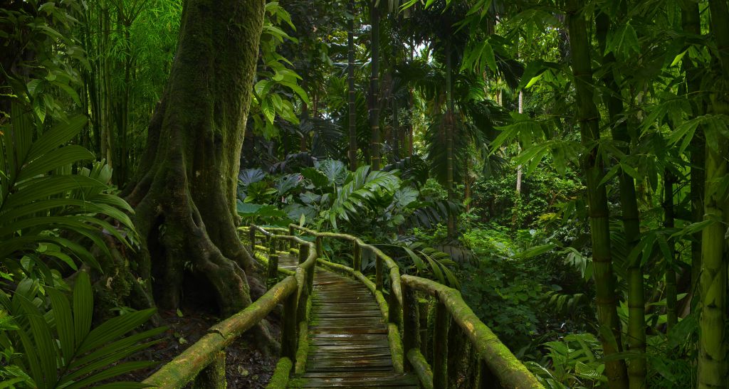 Pont étroit dans la jungle