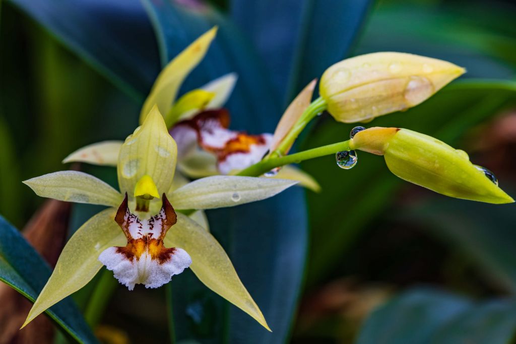 Orchidée jaune sauvage