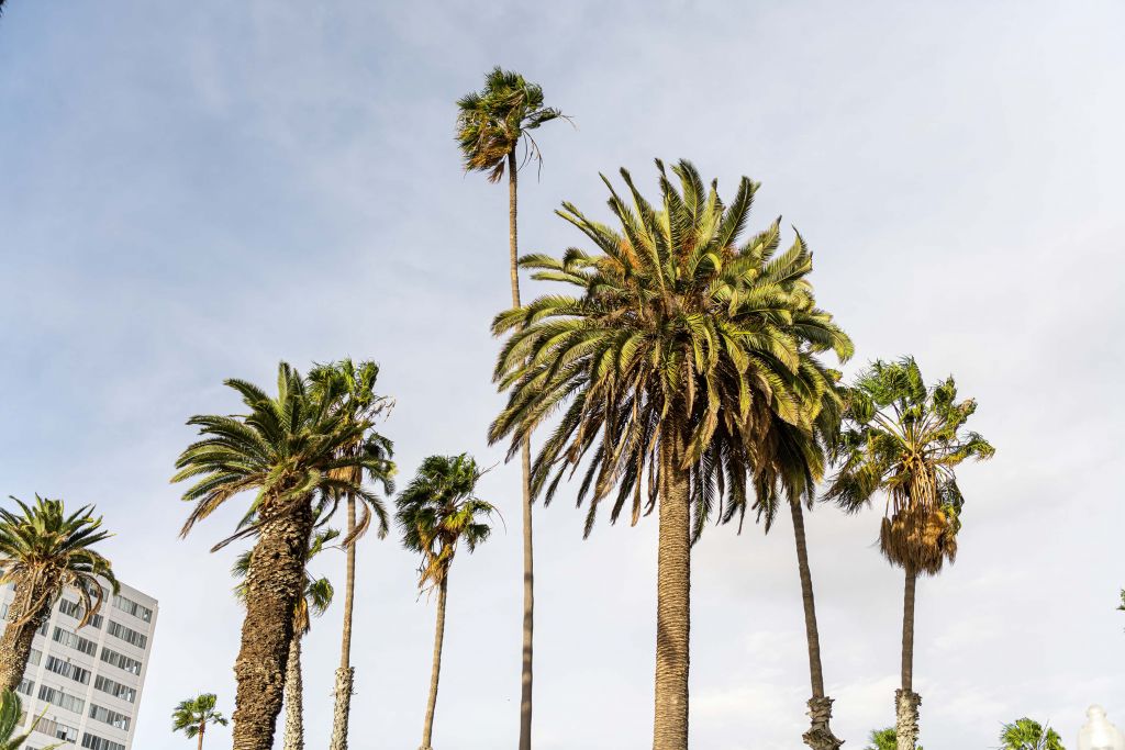 Palmiers à Los Angeles