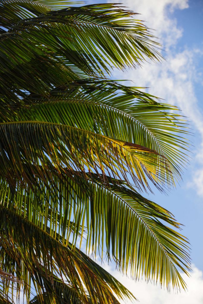 Gros plan sur des feuilles de palmier